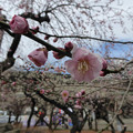 １３ピンクの枝垂れ梅