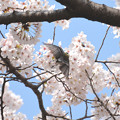 桜の中の四十雀