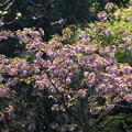 １６咲き誇る八重桜