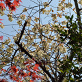 写真: １８八重桜ウコンと赤いモミジ