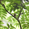 写真: ヤマガラ幼鳥１