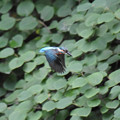 写真: カワセミ幼鳥の飛翔