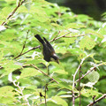 写真: ヤマガラ幼鳥