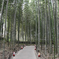 写真: 42入れる竹林の径１