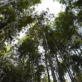 写真: 43入れる竹林の径２