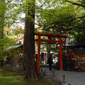 写真: 49野宮神社苔と青もみじ
