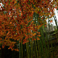 写真: 98竹林と紅葉