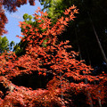 殿ヶ谷戸庭園　紅葉と竹林