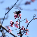 早咲きの桜にルリタテハ