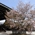 １４紫宸殿左近の桜