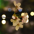かわいい夜桜