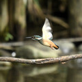 写真: カワセミ飛ぶ1