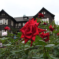 旧古河庭園の薔薇２