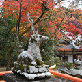 写真: 大原野神社の狛鹿（雄鹿）