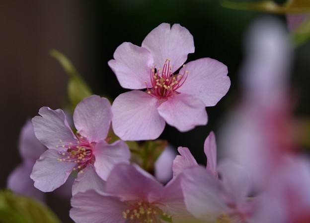 写真: 庭の鉢植え河津桜