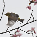 写真: 修善寺寒桜ぼて飛ぶメジロ