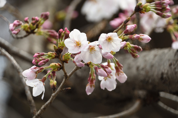 写真: 3月28日の桜４