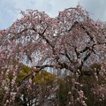 出水の糸桜