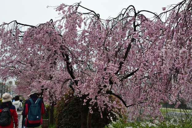 写真: 鴨川沿いの桜を楽しむ