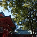 写真: 新緑の大宮氷川神社