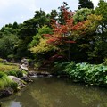 写真: 猛暑日はどこのことかと京の苑