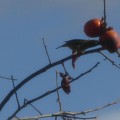 写真: 柿に来たメジロ