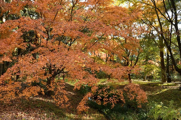 写真: 糺の森には大きな紅葉がたくさん