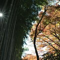 写真: 竹林と紅葉