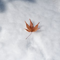 写真: 雪落ち紅葉