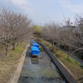 写真: 桜並木と十石船はまだお休み
