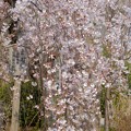 写真: 佐野藤右衛門さんの糸桜が開花