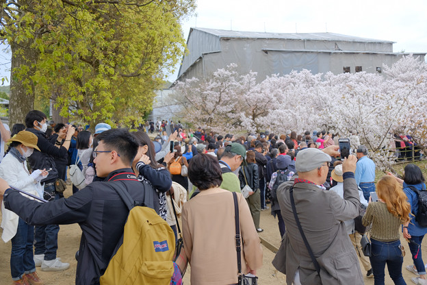 写真: 御室桜を見る人と工事中の観音堂