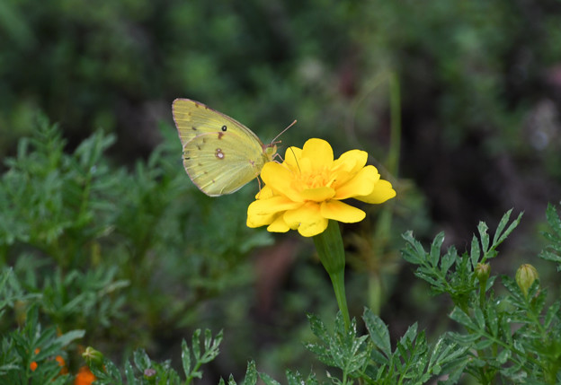 写真: 黄色い花にモンキチョウ２