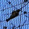 写真: リスの小径にいる山雀
