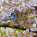 写真: 桜カワセミ