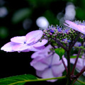 写真: 雨紫陽花４