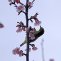 写真: 寒桜目白吸蜜