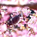 写真: 桜の宴