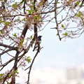写真: 桜とオオルリ　2