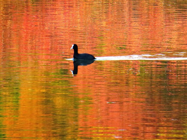 写真: 紅葉を泳ぐ