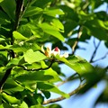 写真: 朴の木の花