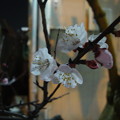 写真: アパートの桜