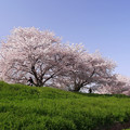 写真: 桜並木のサイクリングロード