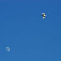 月と白鷺