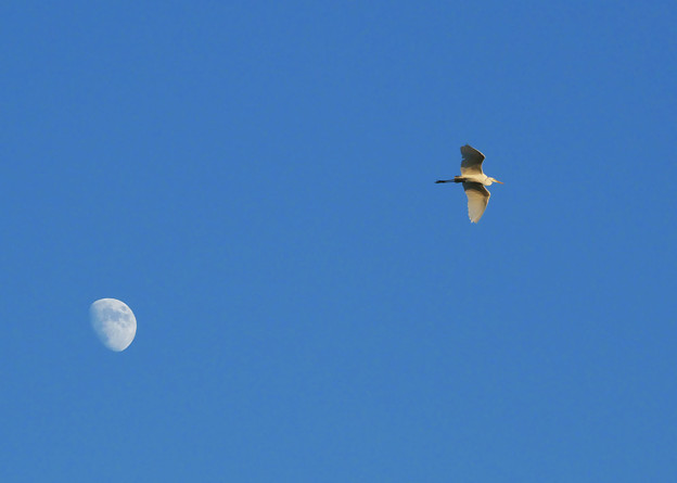 写真: 月に白鷺２