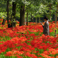 写真: 赤いお花畑