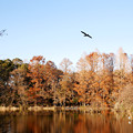 写真: カワウ飛ぶ〜三宝寺池