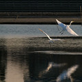 写真: 飛び上がる白鷺二羽