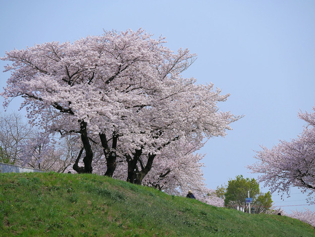 写真: 川沿いの桜並木