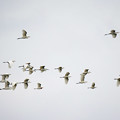 写真: 白鷺の群れ